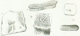 Strophodus augustissimus Tafel 18 fig. 29, 30