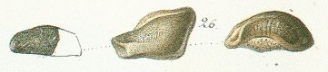 Strophodus irregularis Tafel 18 fig. 26