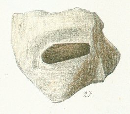 Strophodus radiato-punctatus Tafel 18 fig. 27