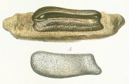 Strophodus subreticulatus Tafel 18 fig. 5
