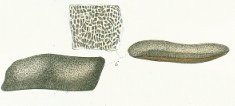 Strophodus subreticulatus Tafel 18 fig. 6