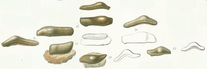 Strophodus tenuis Tafel 18 fig. 18 - 23