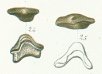 Strophodus tenuis Tafel 18 fig. 24, 25