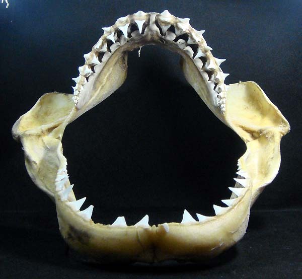 Carcharodon carcharias, jaw