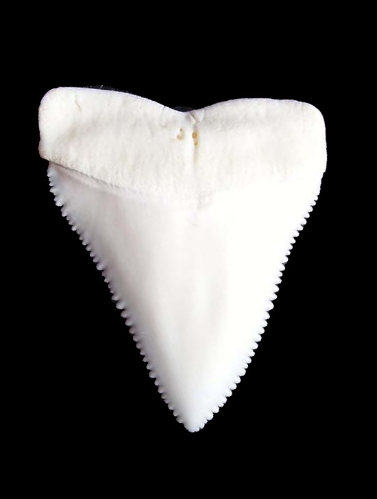 Carcharodon carcharias, upper jaw
