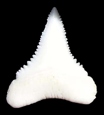 Carcharodon carcharias, lower jaw