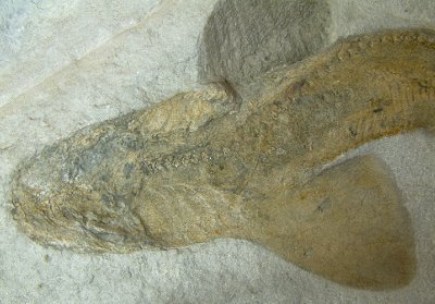 Palaeoscyllium decheni nov. sp.