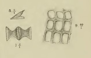 Palaeoscyllium decheni fig 7, 8, 9