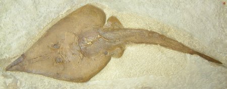 Rhinobatus tesselatus Holotyp