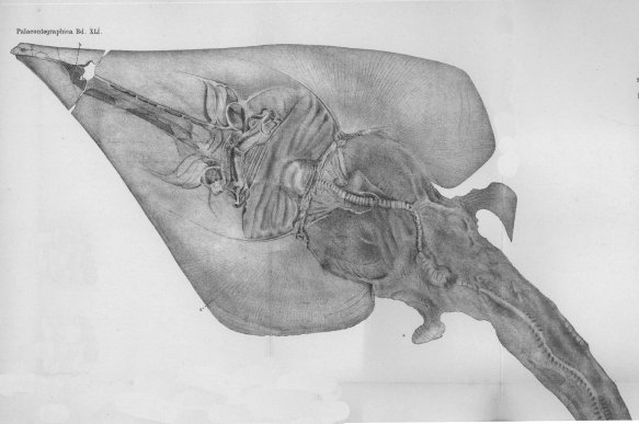 Rhinobatus tesselatus Holotyp