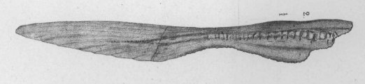 Rhinobatus tesselatus fig. 2