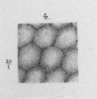 Rhinobatus tesselatus fig. 4