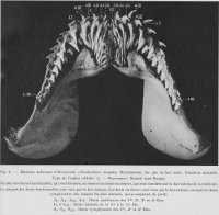 Leriche, 1938 fig. 4