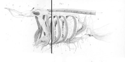 Pavesi, 1874 Tabl. 2 fig. 1