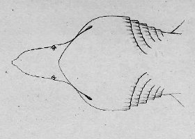Pavesi, 1878 Tab. 3 fig. 3