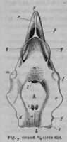 Pavesi, 1878 fig. 7