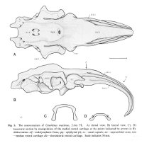 Figure 3 Cetorhinus maximus © Kunihiko Izawa and Terukazu Shibata