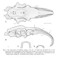 Cetorhinus maximus