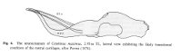 Figure 4 Cetorhinus maximus © Kunihiko Izawa and Terukazu Shibata
