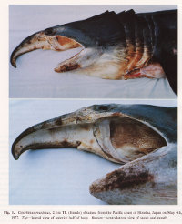 Figure 1 Cetorhinus maximus © Kunihiko Izawa and Terukazu Shibata