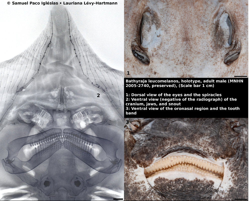 Bathyraja leucomelanos