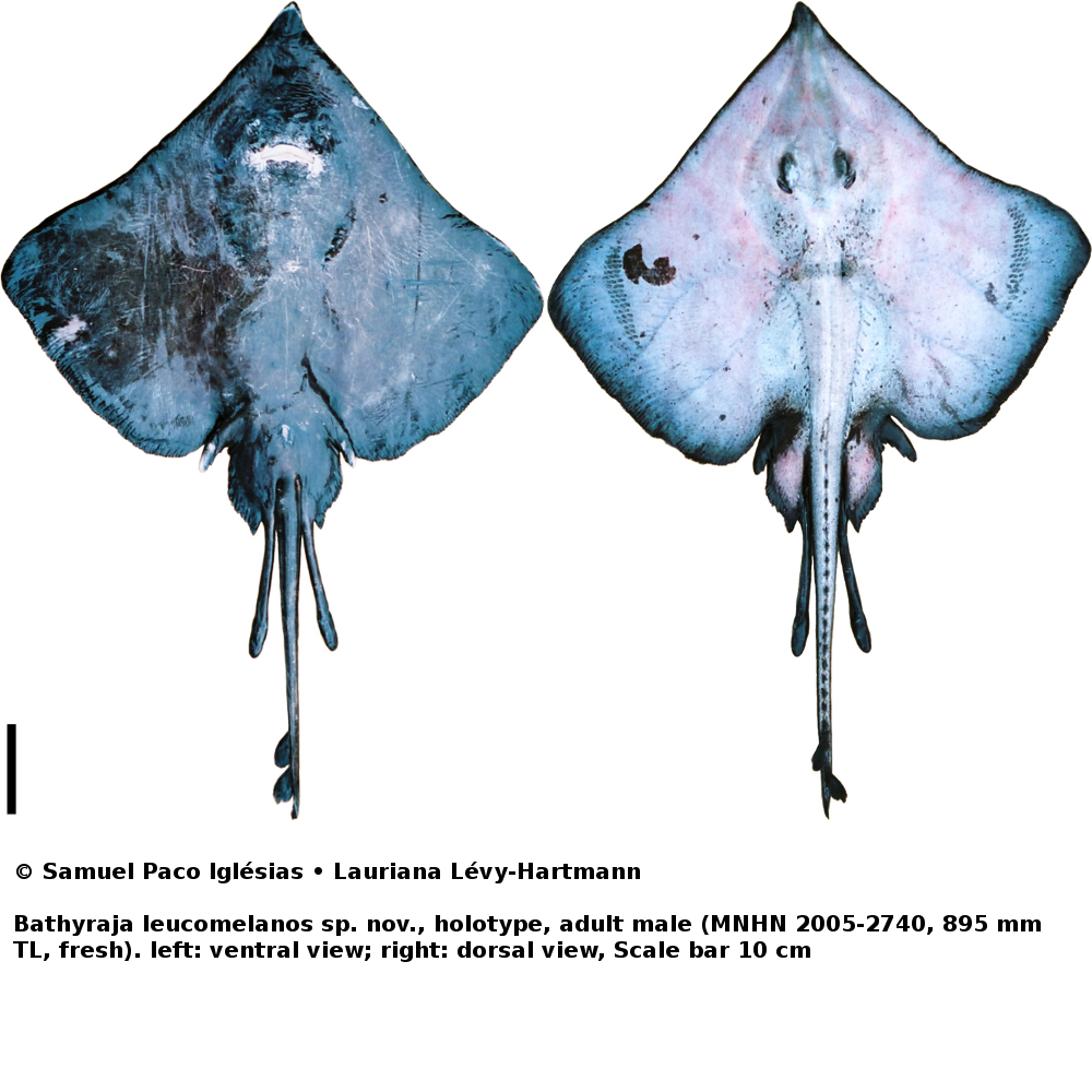 Bathyraja leucomelanos