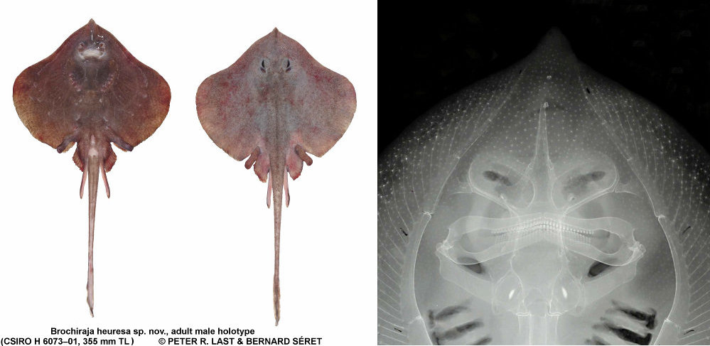 Brochiraja heuresa