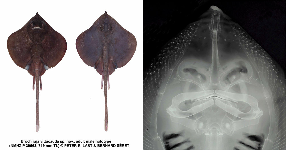 Brochiraja vittacauda