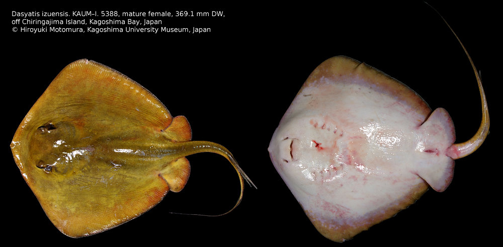 Dasyatis izuensis