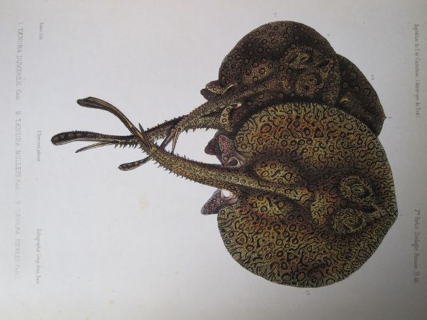 potamotrygon_henlei_castelnau_zoologie.jpg