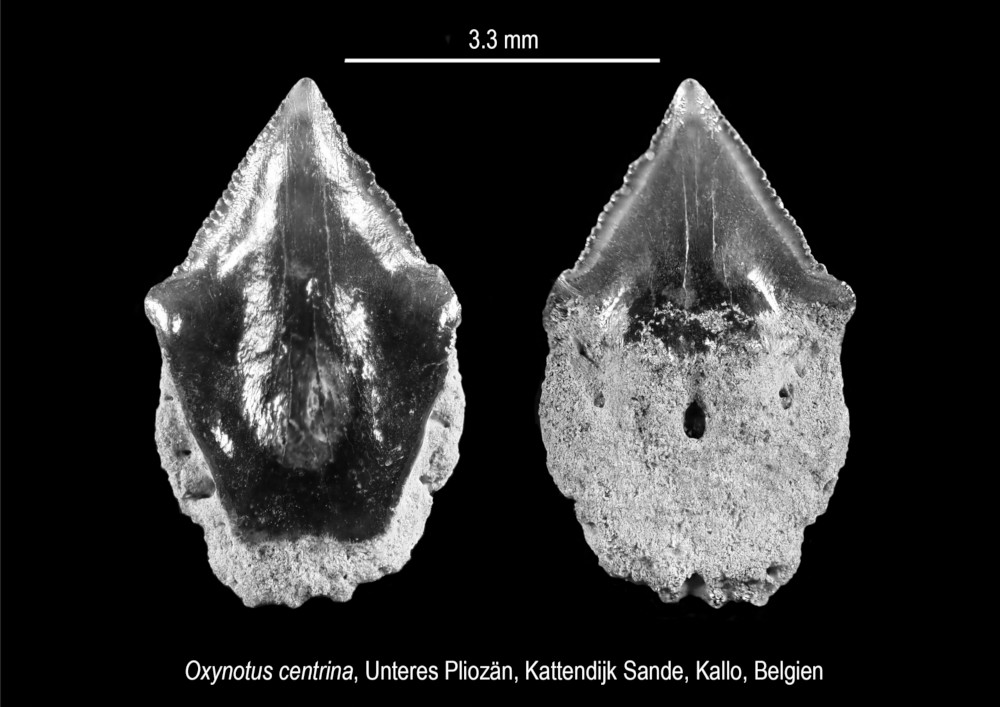 Oxynotus centrina