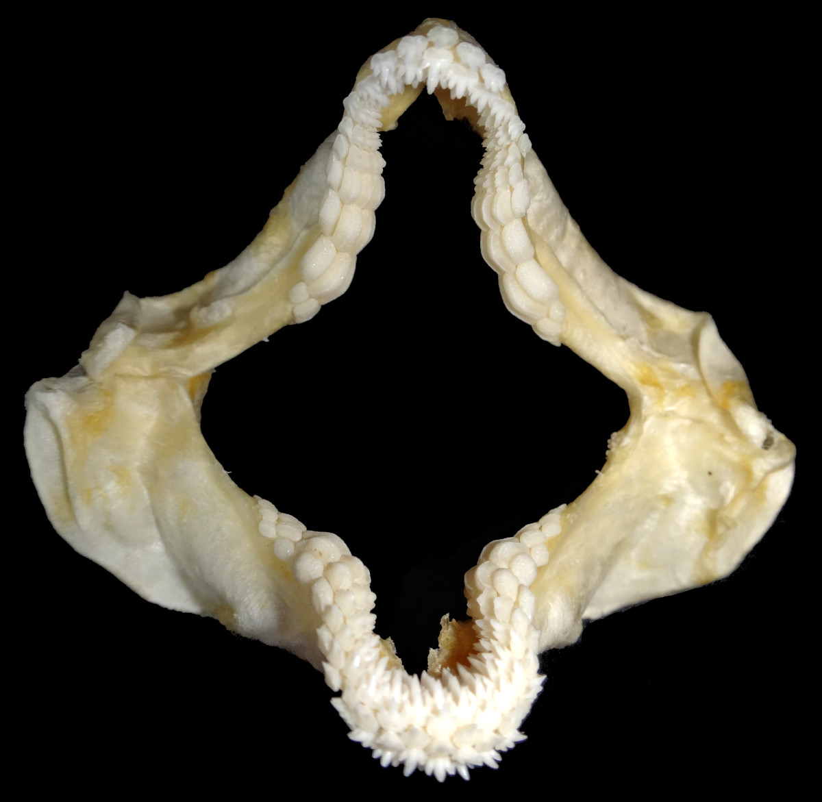 Heterodontus zebra