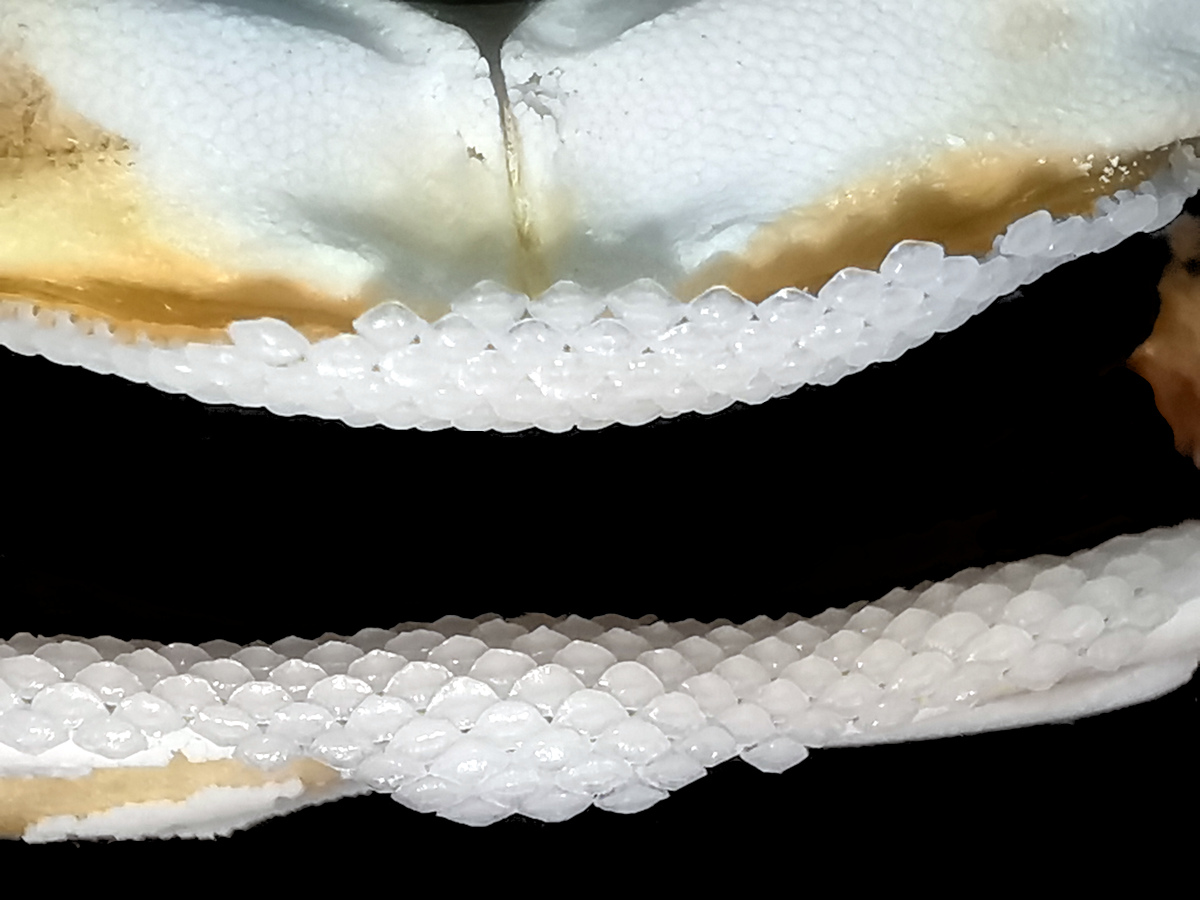 Dasyatis pastinaca