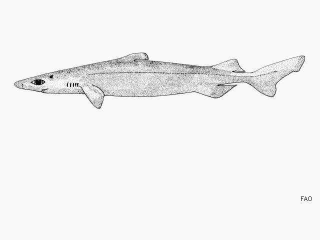 https://www.shark-references.com/species/view/Centroscymnus-owstonii