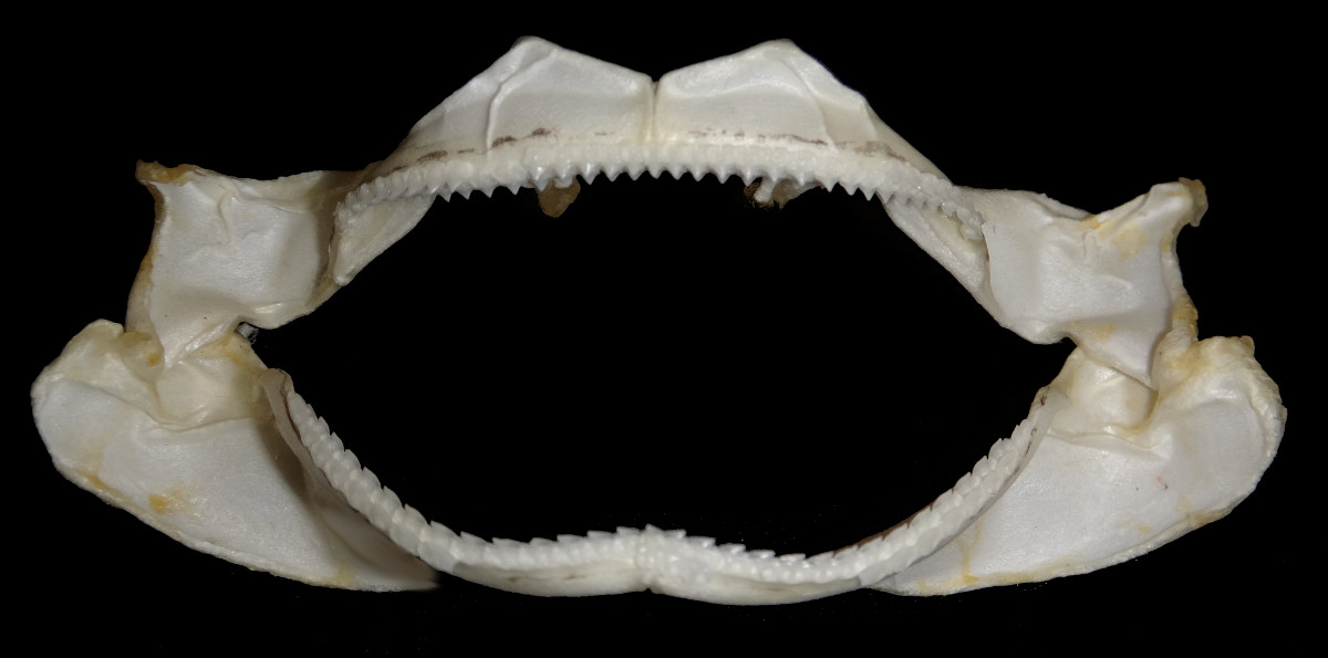 Deania calceus