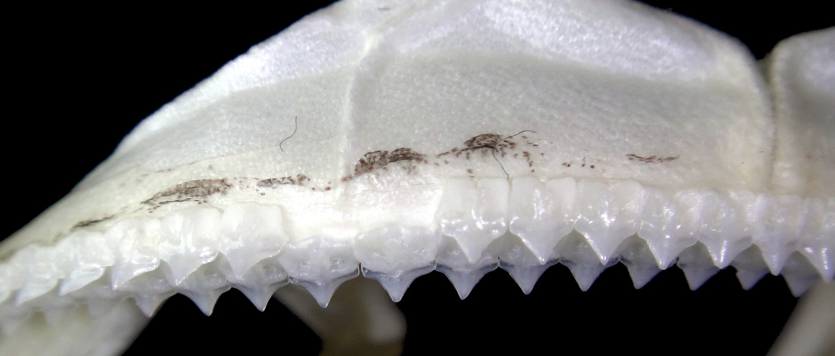 Deania calceus