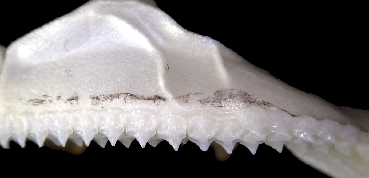 Deania calceus