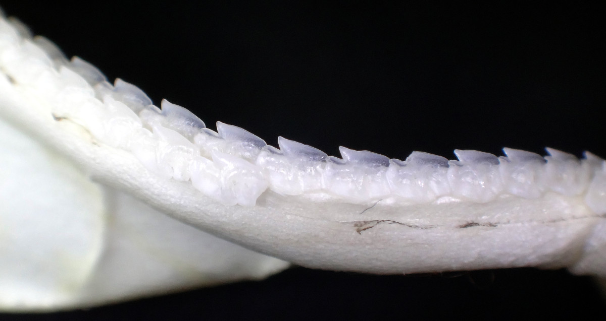 Deania calceus