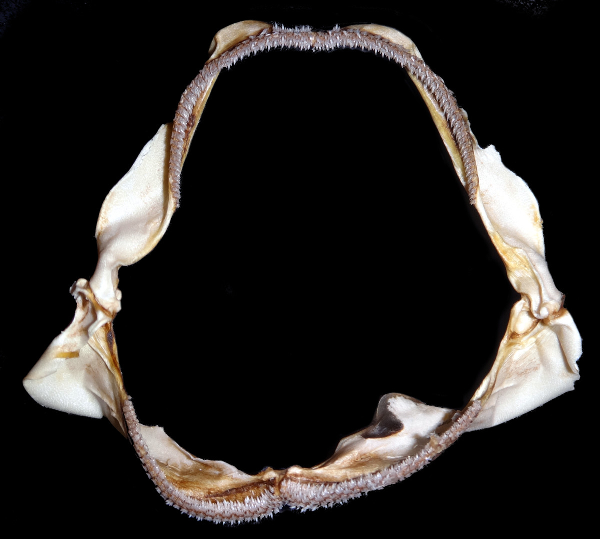 Apristurus platyrhynchus