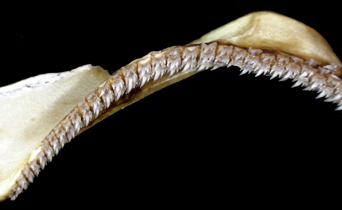 Apristurus platyrhynchus
