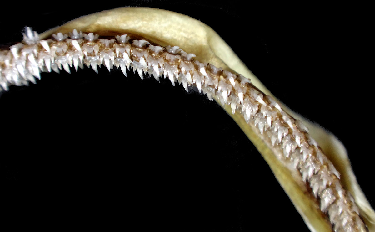 Apristurus platyrhynchus