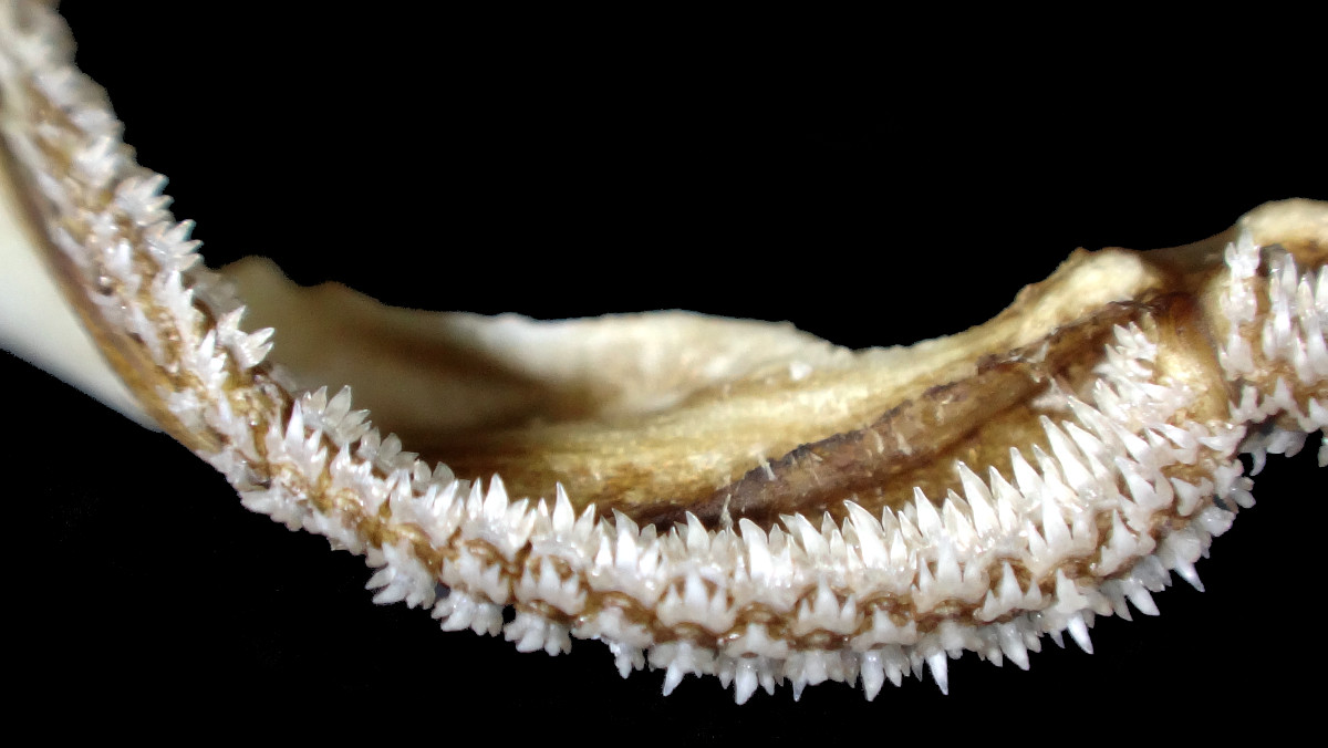 Apristurus platyrhynchus