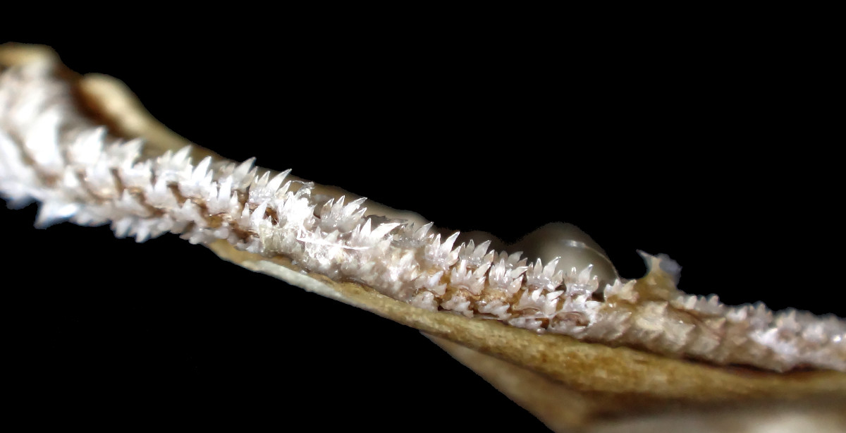 Apristurus platyrhynchus