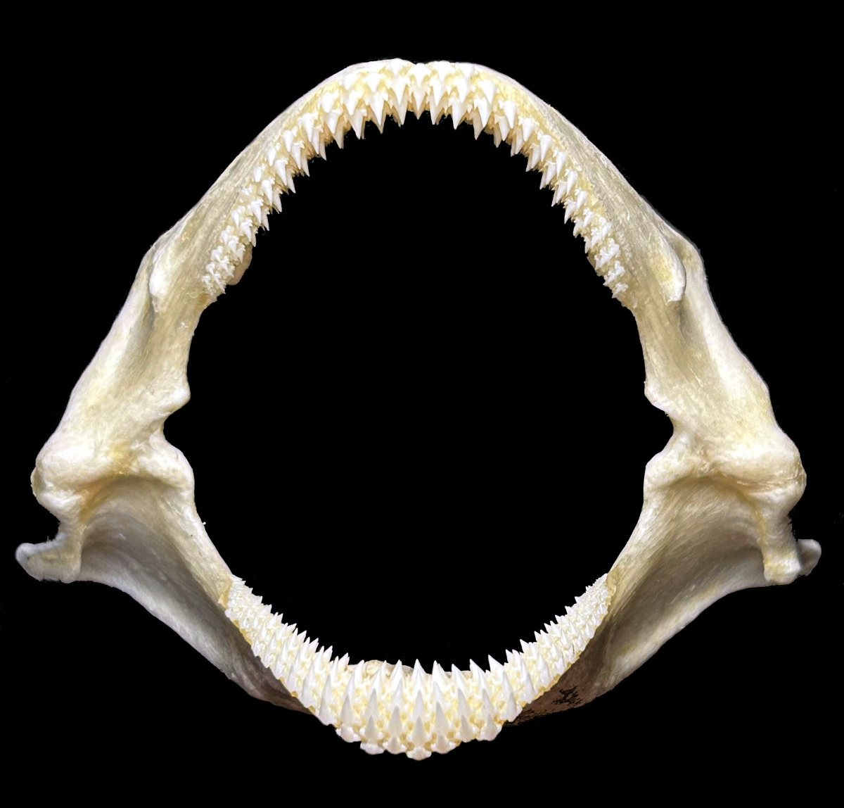 Pseudoginglymostoma brevicaudatum