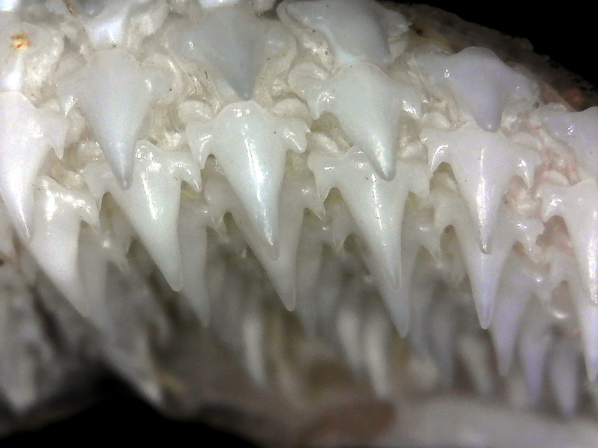 Pseudoginglymostoma brevicaudatum