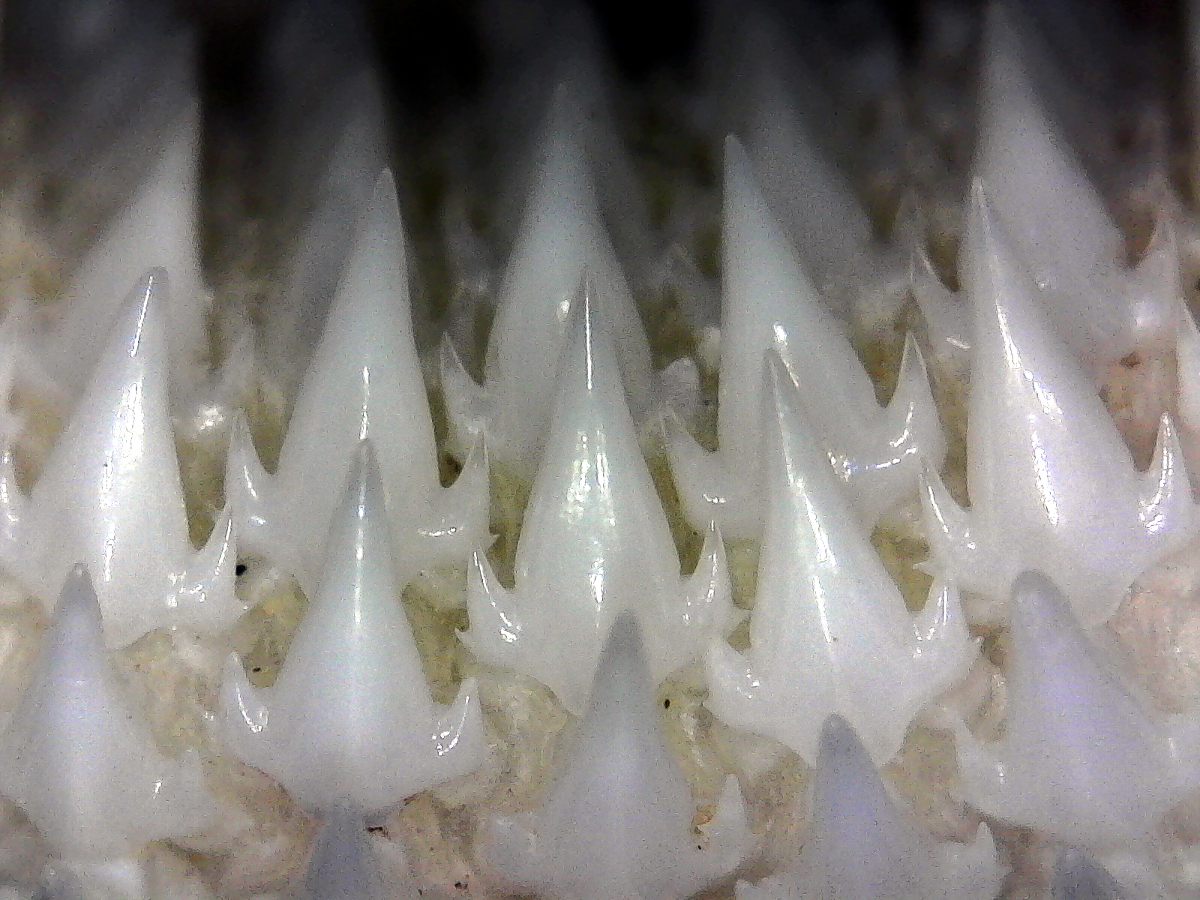 Pseudoginglymostoma brevicaudatum