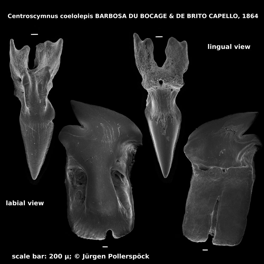 Centroscymnus coelolepis