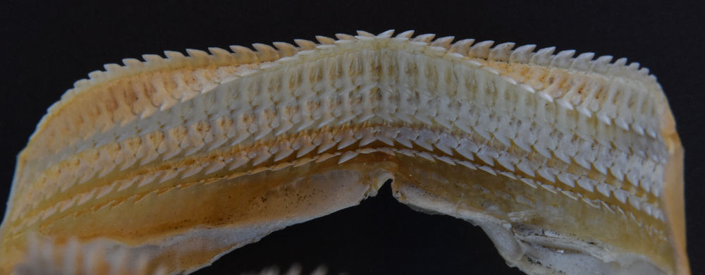 Centroscymnus coelolepis