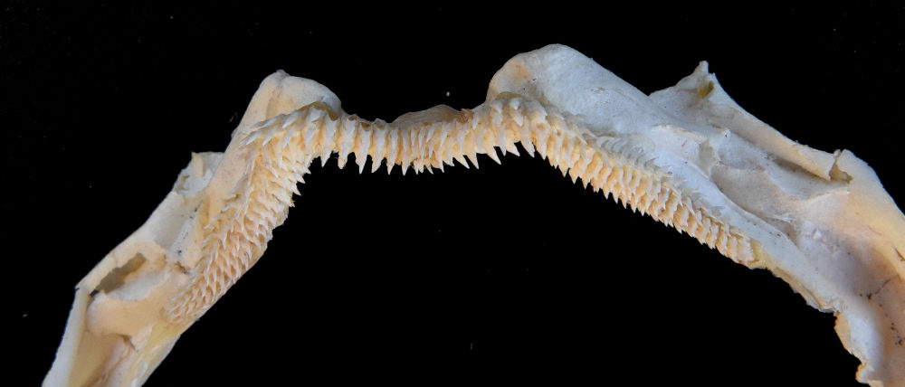 Centroscymnus coelolepis