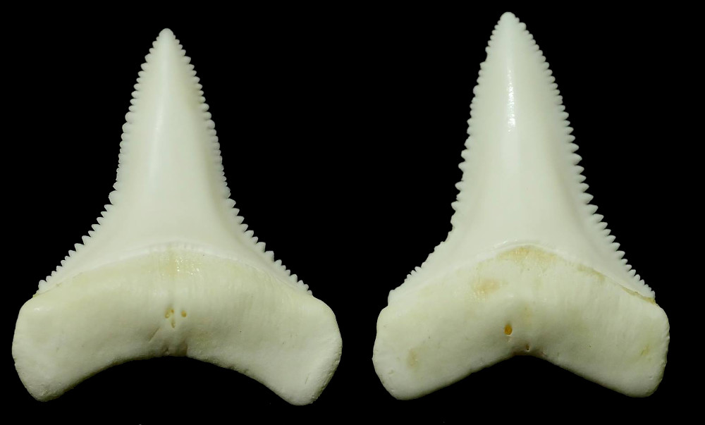 Зубы кошки и зубы акулы. Кархародон Каркариус. Шестижаберная акула зубы. Большая белая акула зубы.